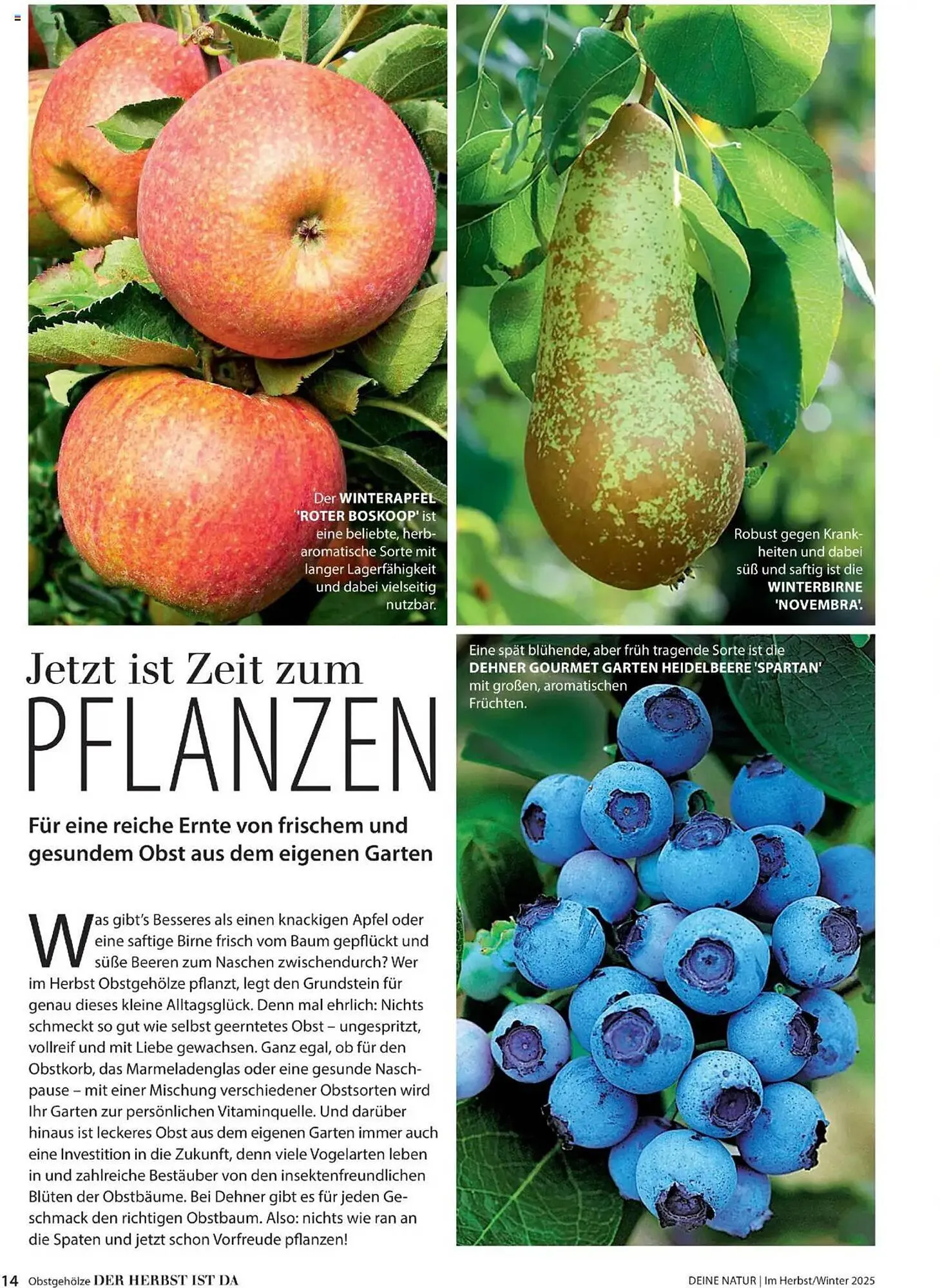 Dehner Flugblatt von 10. Oktober bis 30. November 2025 - Flugblätt seite 14