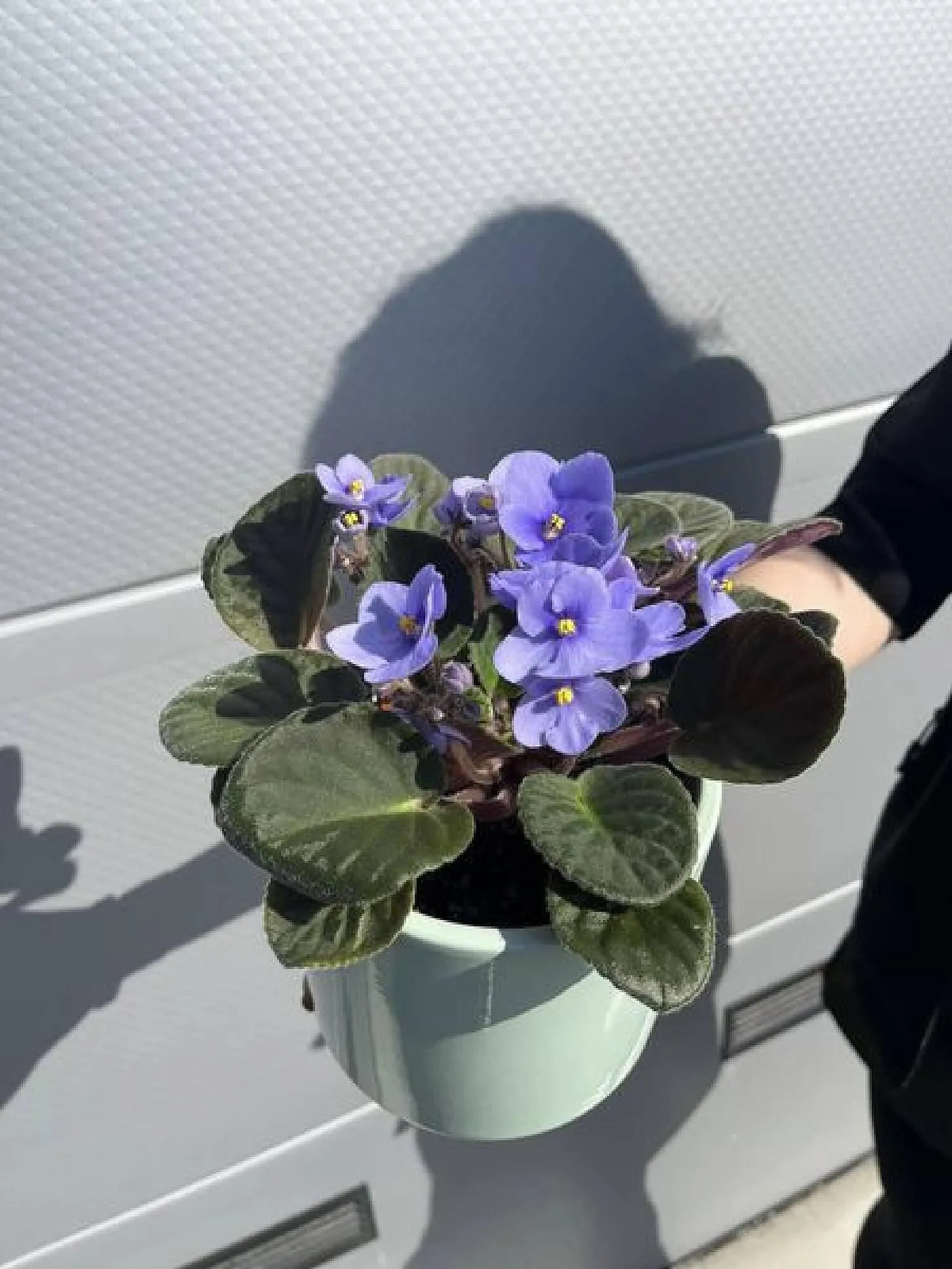 Blumen B&B Flugblatt von 22. März bis 28. März 2024 - Flugblätt seite  