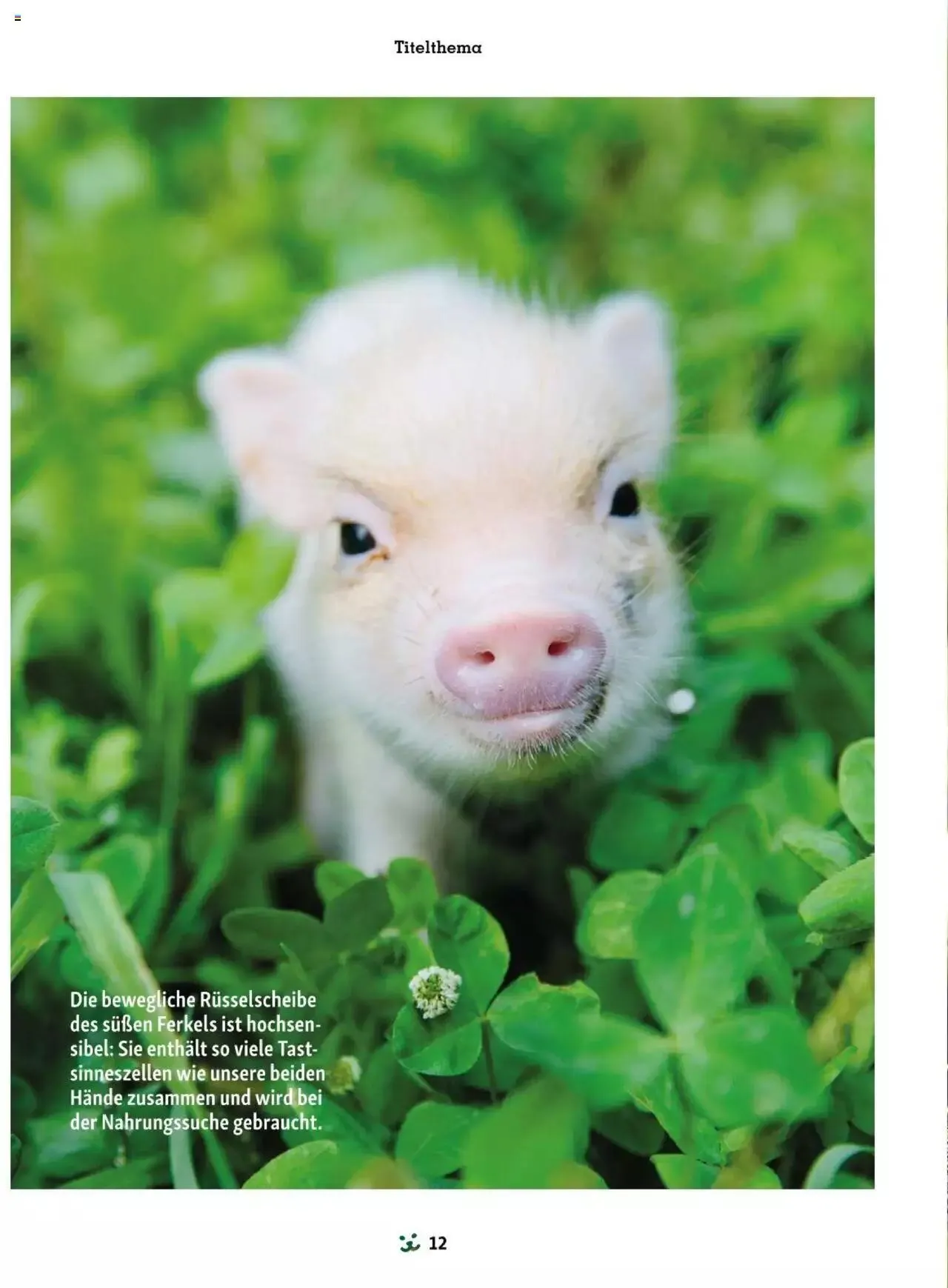 Fressnapf Friends 03/24 von 1. April bis 31. Dezember 2024 - Flugblätt seite  12