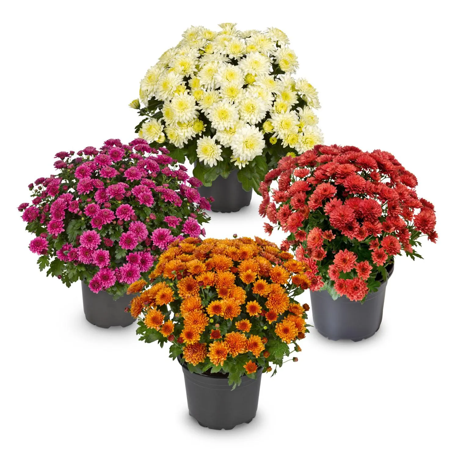 Chrysantheme multiflora