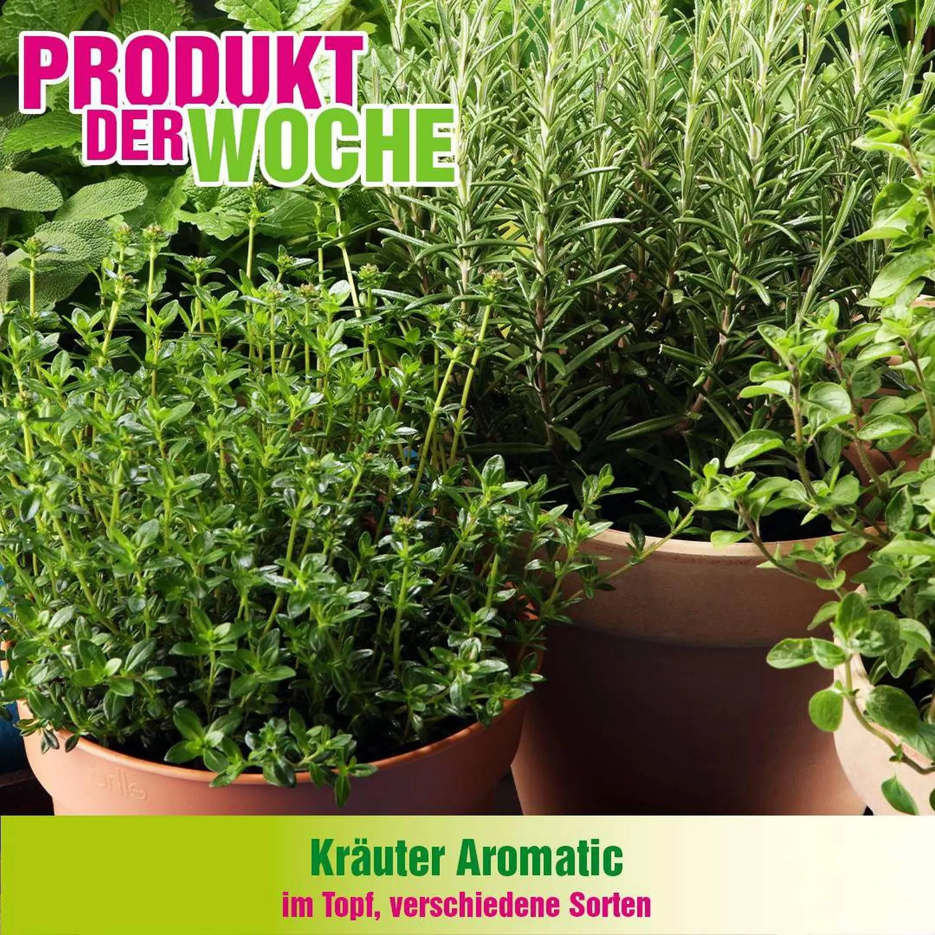 Blumen B&B Flugblatt von 7. April bis 20. April 2026 - Flugblätt seite  5