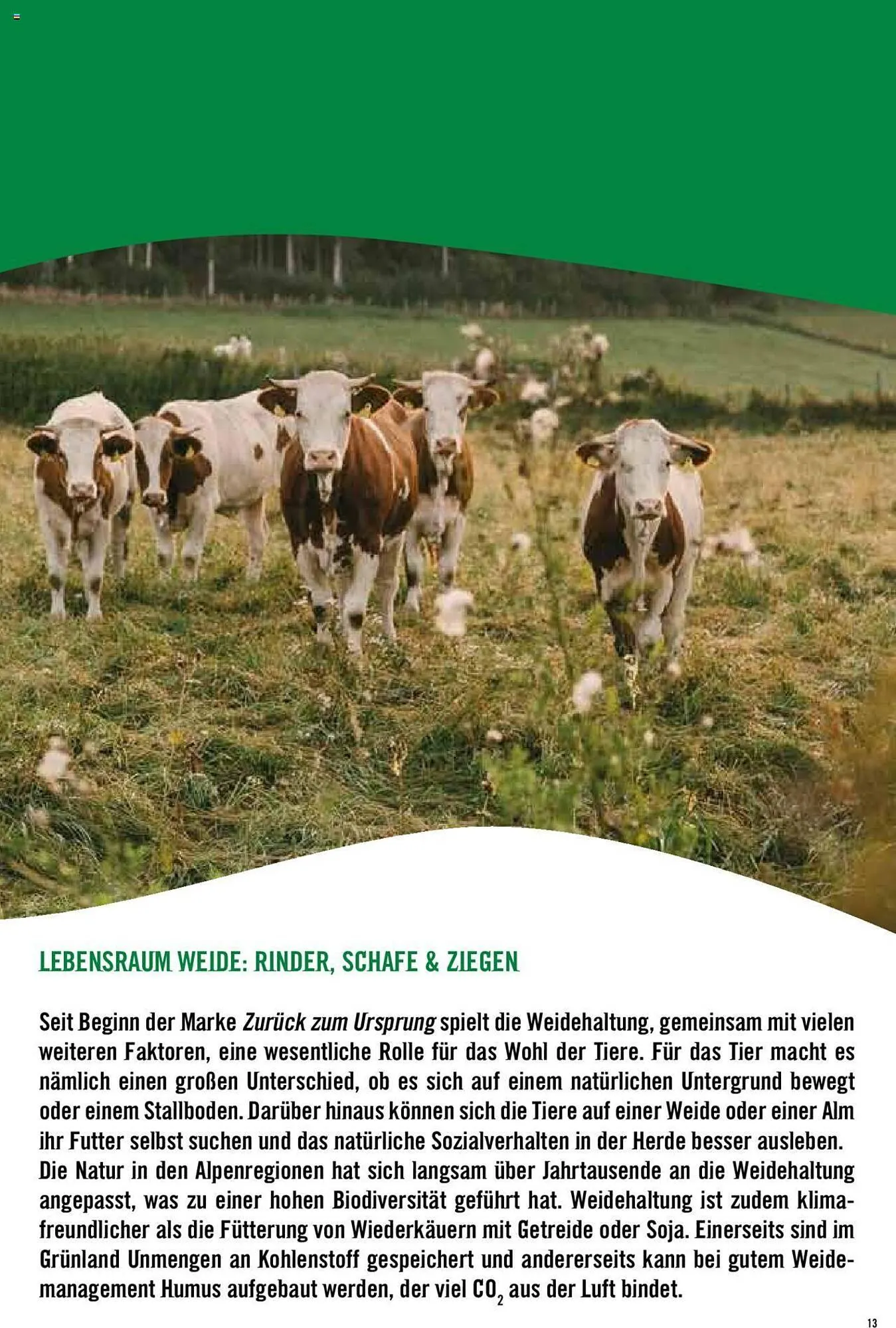 Hofer Flugblatt von 8. Oktober bis 4. März 2026 - Flugblätt seite  13