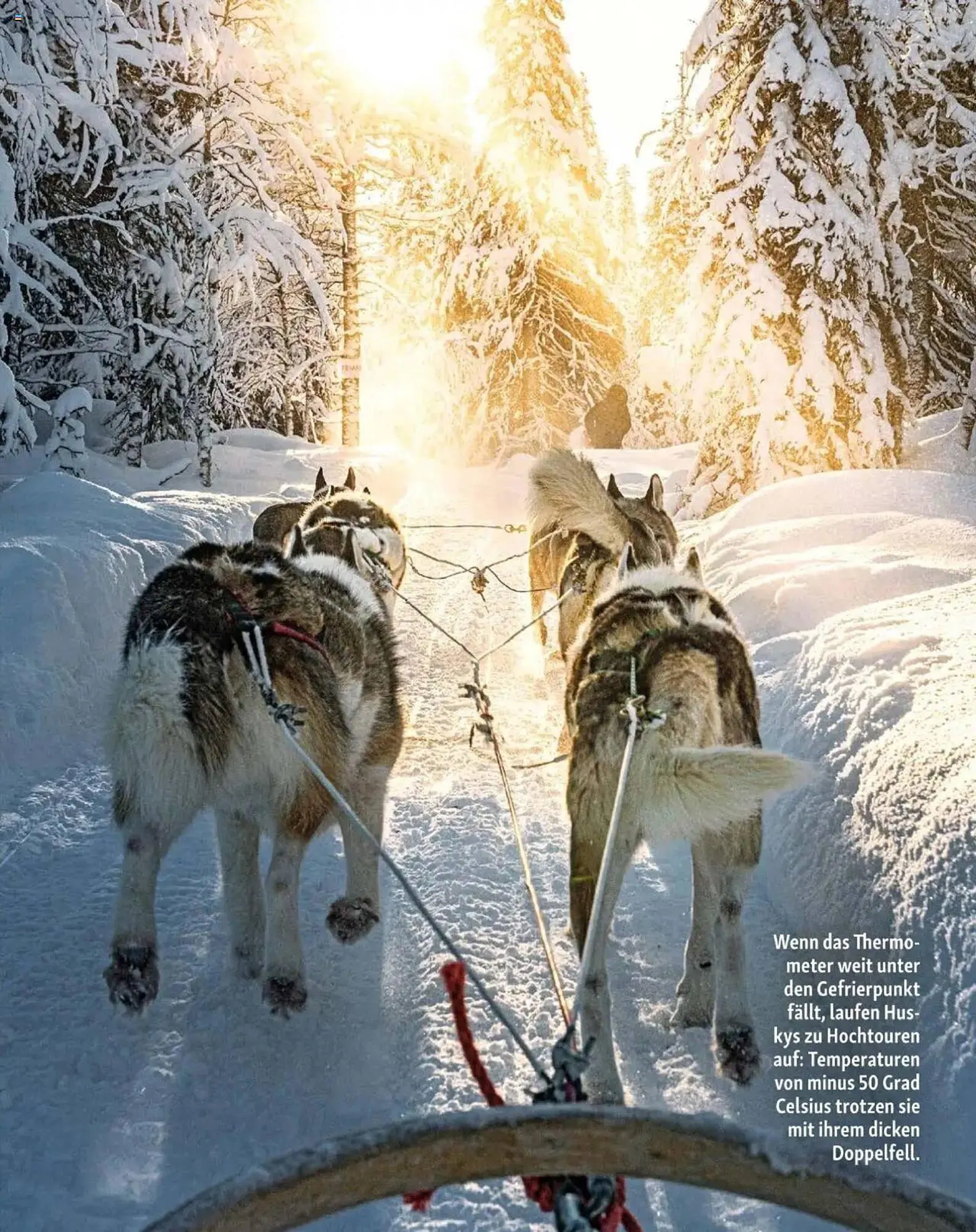 Fressnapf Flugblatt von 2. Jänner bis 2. März 2025 - Flugblätt seite 12