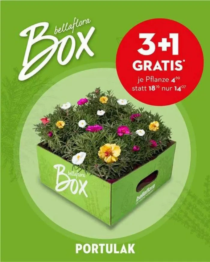 Bellaflora Angebote - 1