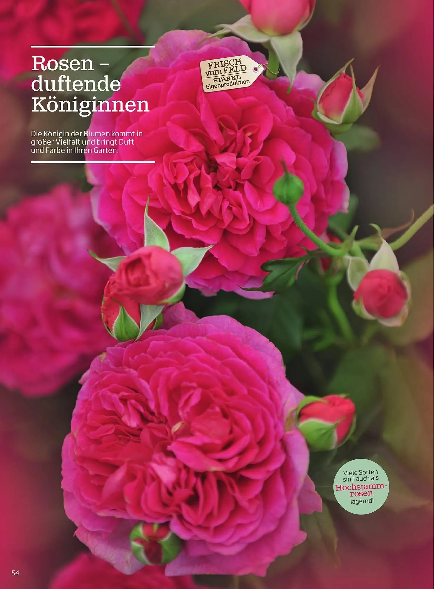 Starkl Flugblatt von 1. Jänner bis 31. Dezember 2023 - Flugblätt seite 54