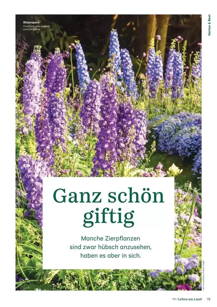 Nr. 1 - Lagerhaus Magazin 2025 von 28. Jänner bis 11. Februar 2025 - Flugblätt seite  15