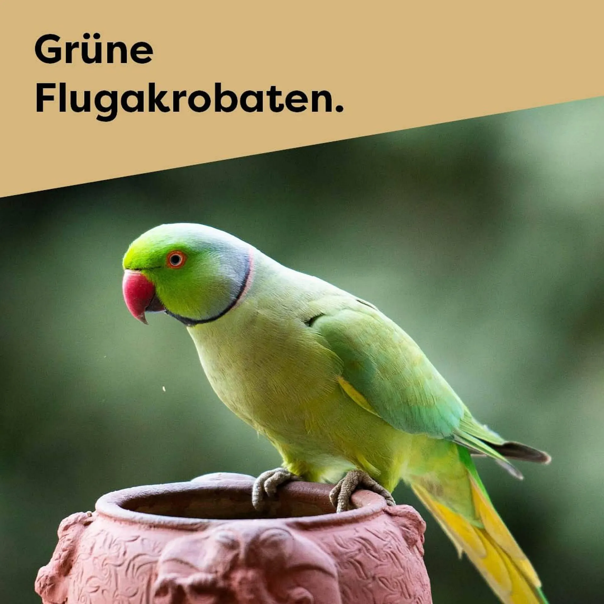 ZOO & Co Flugblatt von 15. Jänner bis 18. Jänner 2025 - Flugblätt seite  2