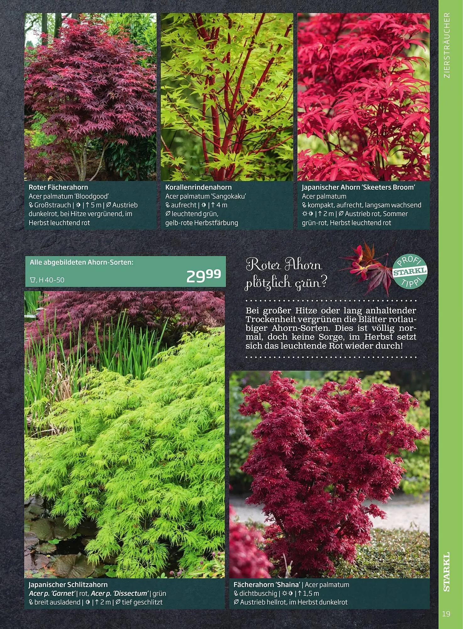 Starkl Flugblatt von 1. Jänner bis 31. Dezember 2023 - Flugblätt seite  19