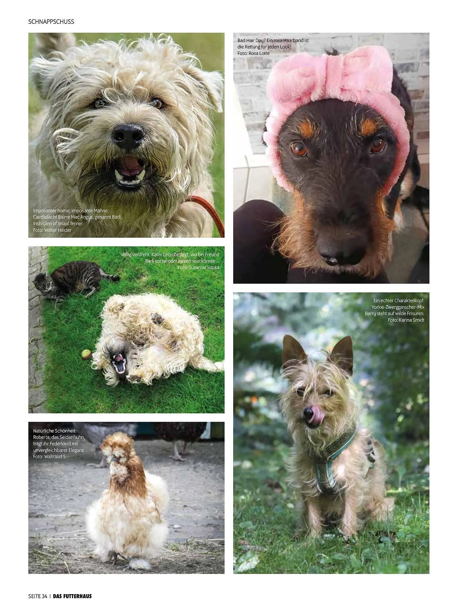 Das Futterhaus Prospekt von 17. Dezember bis 6. Jänner 2026 - Flugblätt seite  34