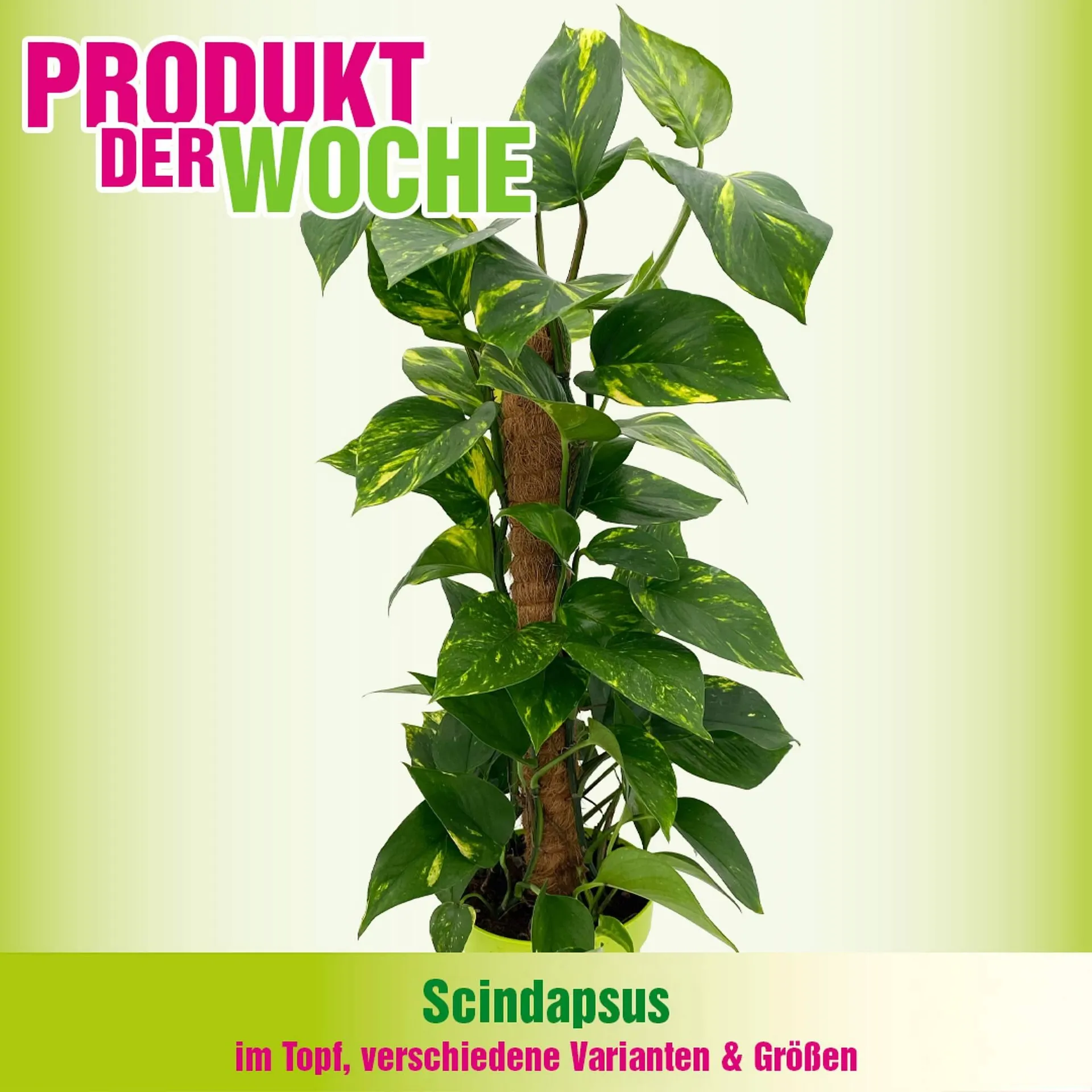 Blumen B&B Flugblatt von 3. Februar bis 9. Februar 2026 - Flugblätt seite  3