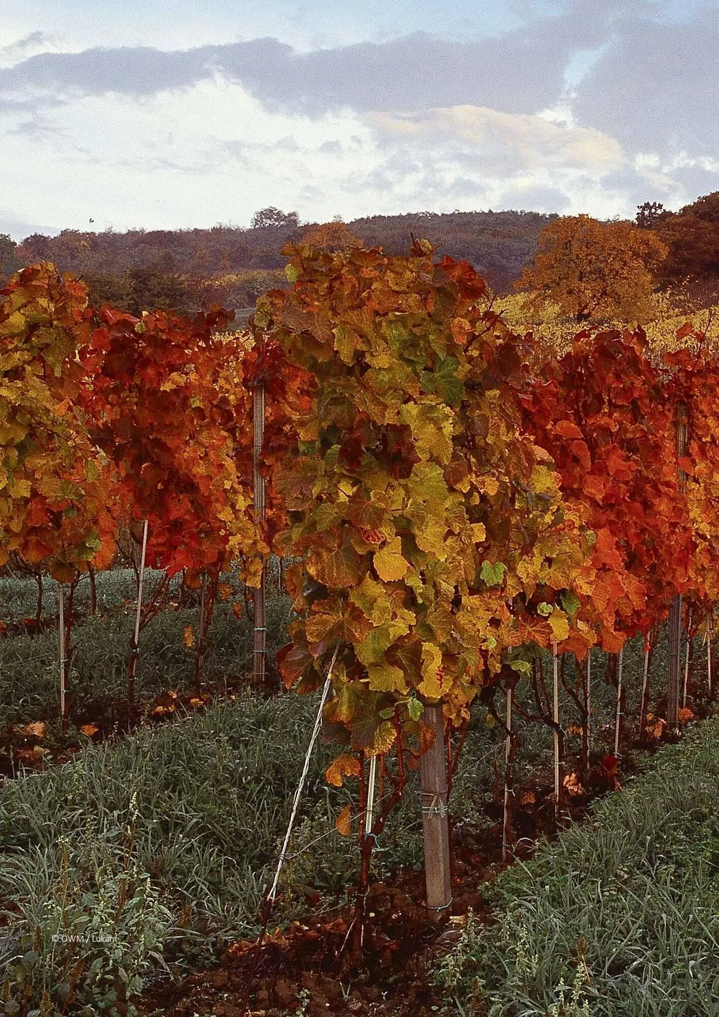 Kastner Flugblatt von 1. Juli bis 30. Dezember 2024 - Flugblätt seite  98