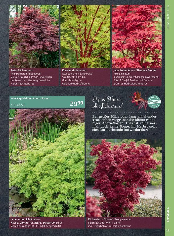 Gartencenter Jahreskatalog 2024 von 20. Mai bis 31. Dezember 2024 - Flugblätt seite 19