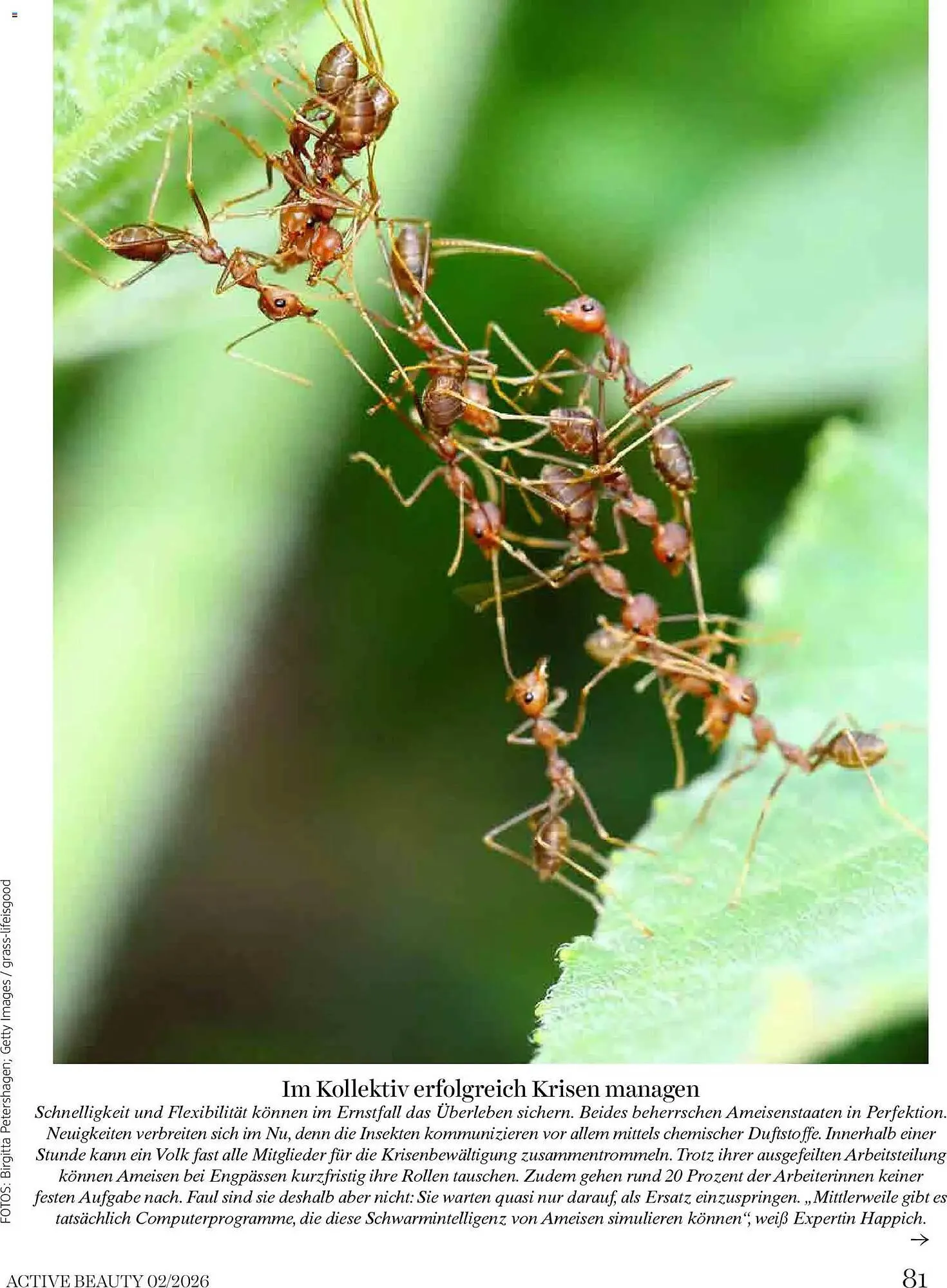 Dm Flugblatt von 1. Februar bis 28. Februar 2026 - Flugblätt seite  81