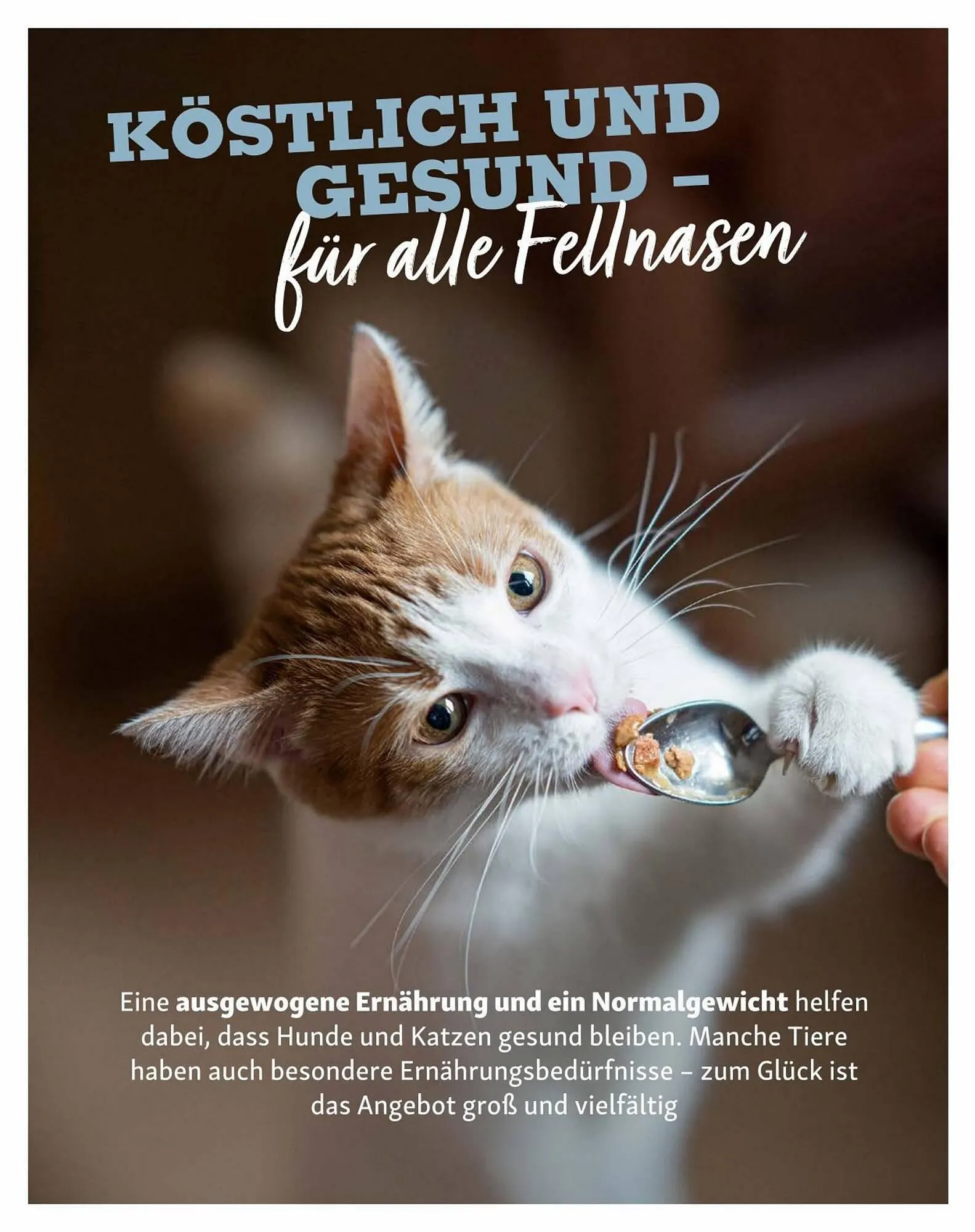 Fressnapf Flugblatt von 30. August bis 31. Oktober 2023 - Flugblätt seite  16