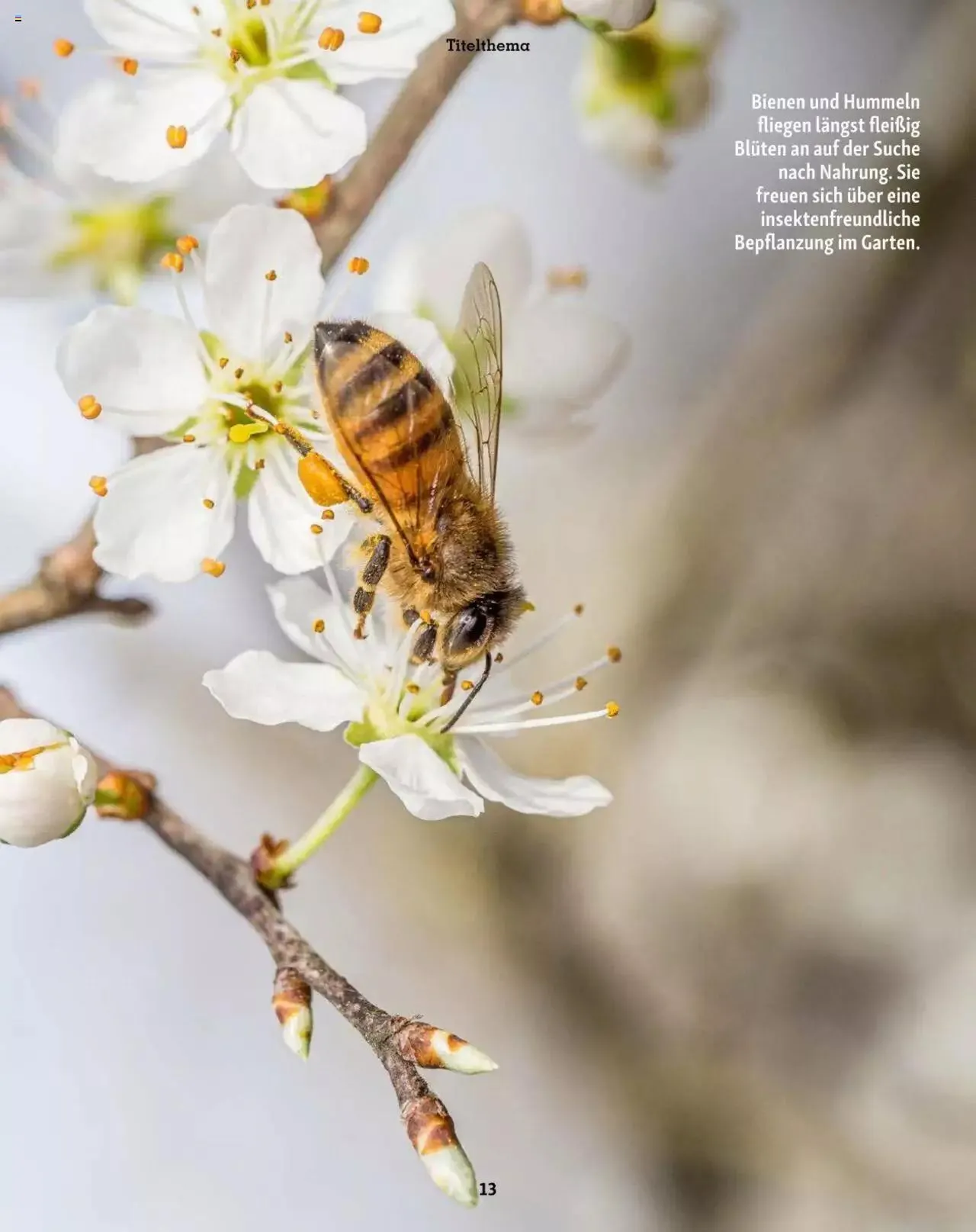 Fressnapf Friends 02/2023 von 1. März bis 31. Dezember 2023 - Flugblätt seite 13