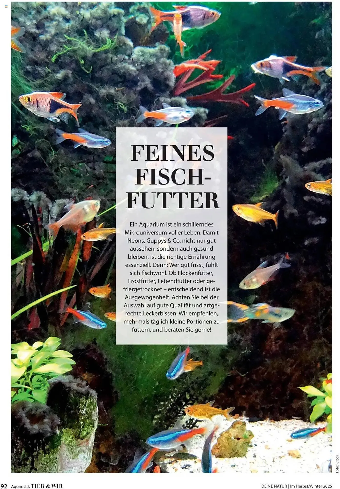 Dehner Flugblatt von 10. Oktober bis 30. November 2025 - Flugblätt seite  92