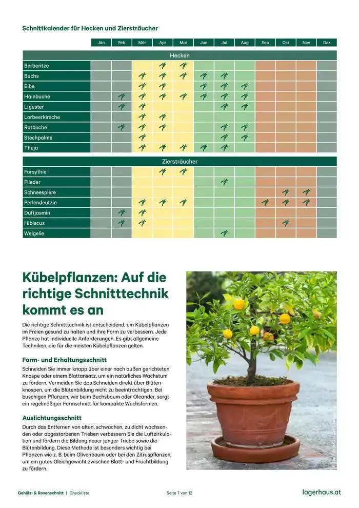 Checkliste: Gehölzschnitt & Rosenschnitt von 28. Dezember bis 11. Jänner 2025 - Flugblätt seite  7