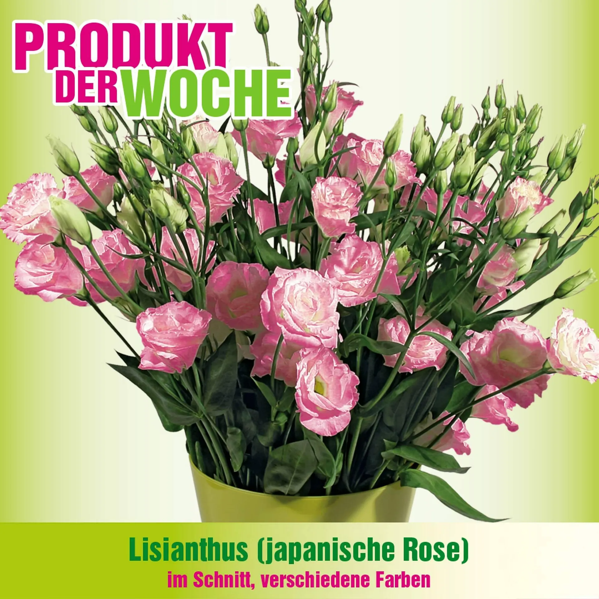 Blumen B&B Flugblatt von 18. Februar bis 3. März 2026 - Flugblätt seite 5