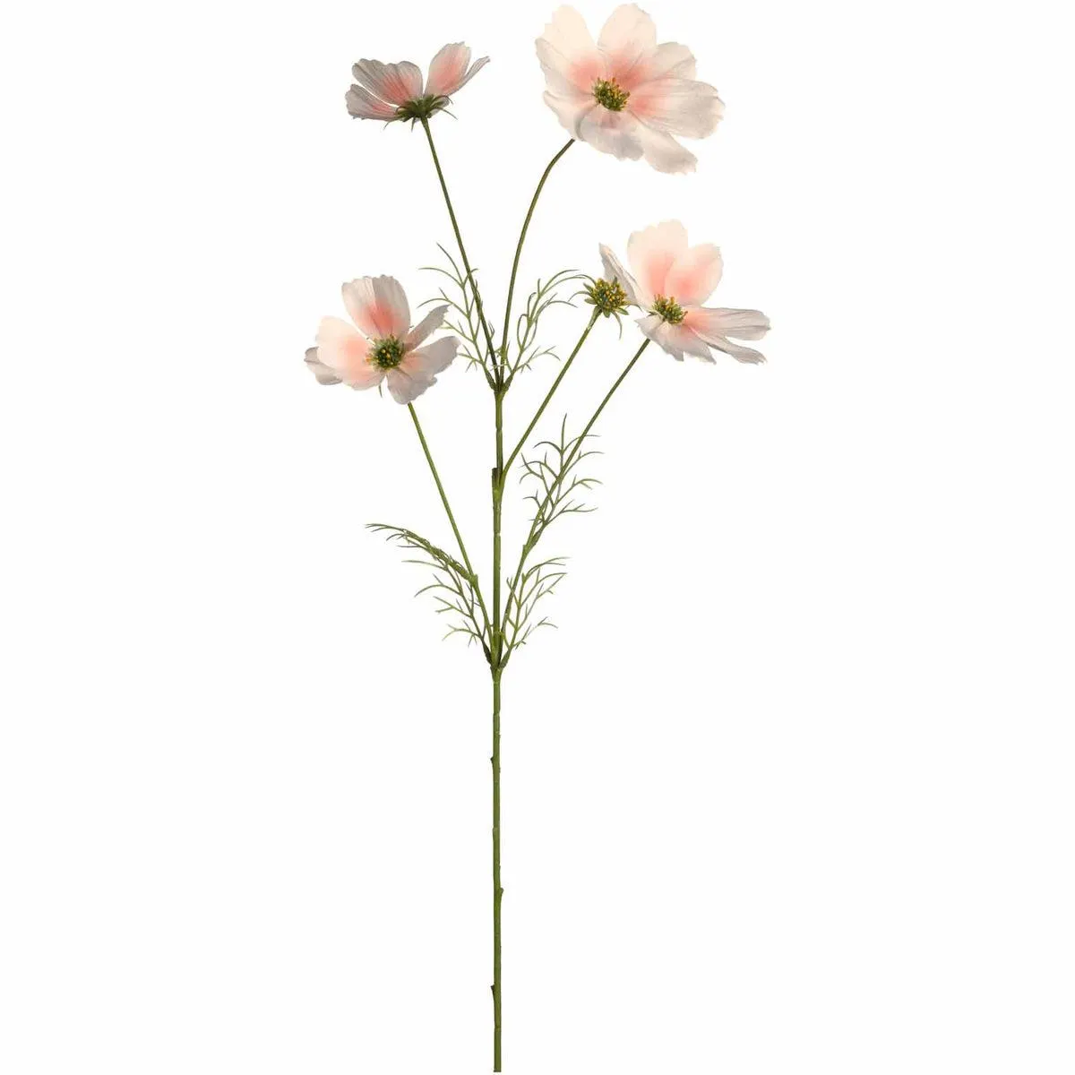 Cosmea 67 apricot LUMINOSA