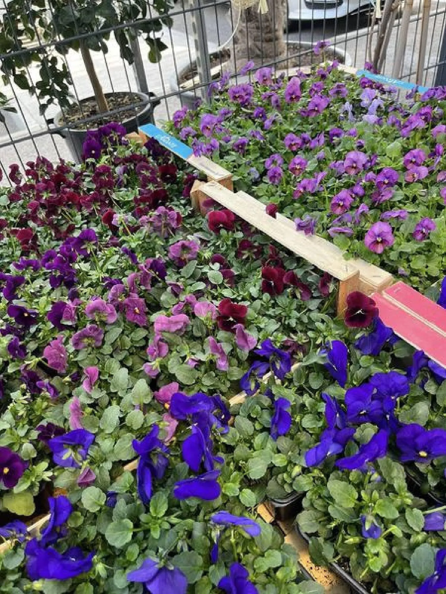 Blumen B&B Flugblatt von 8. März bis 21. März 2024 - Flugblätt seite  