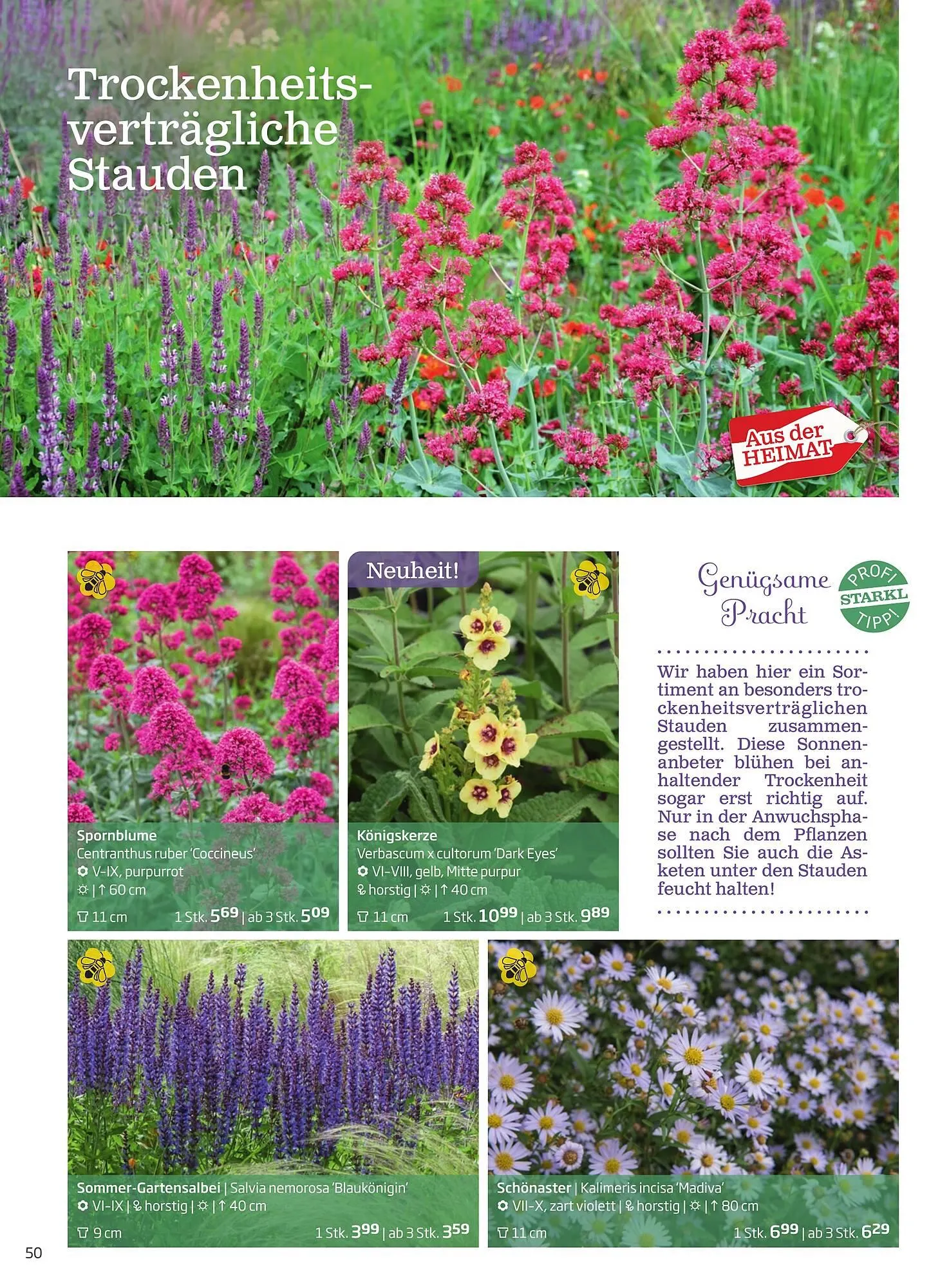 Starkl Flugblatt von 1. Jänner bis 31. Dezember 2023 - Flugblätt seite  50