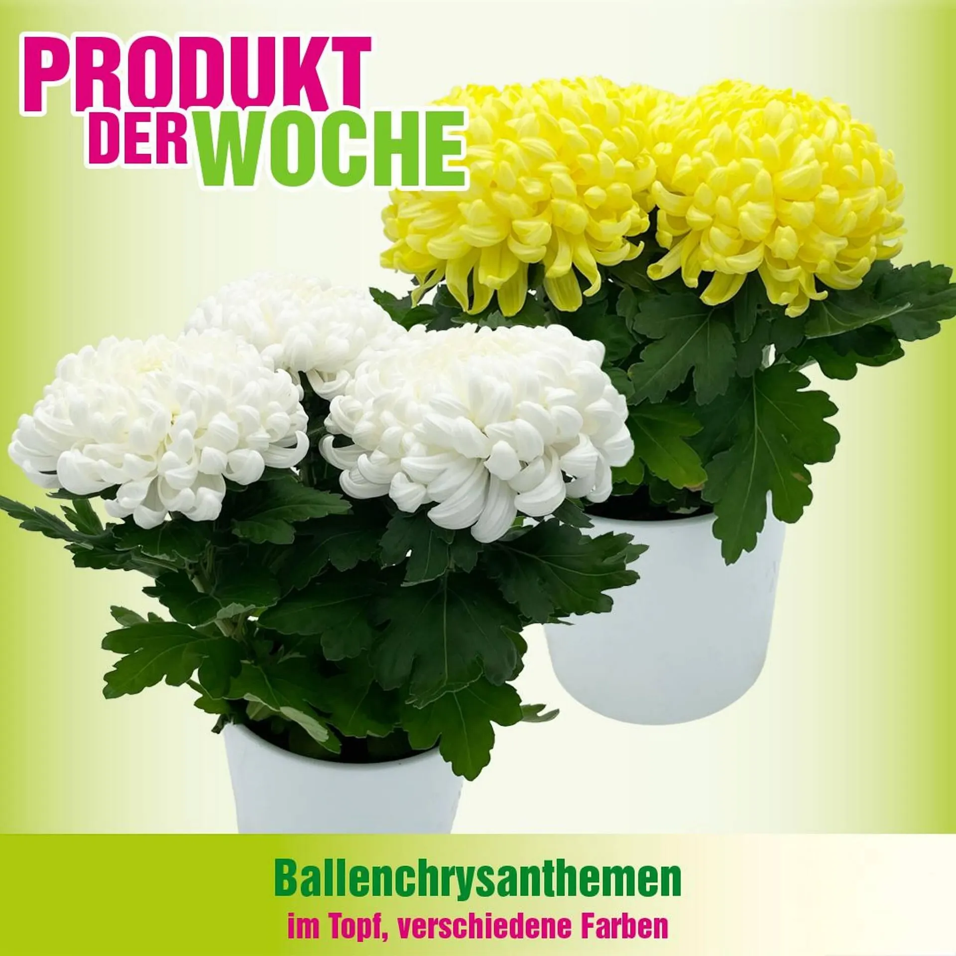 Blumen B&B Flugblatt von 28. Oktober bis 3. November 2025 - Flugblätt seite 4