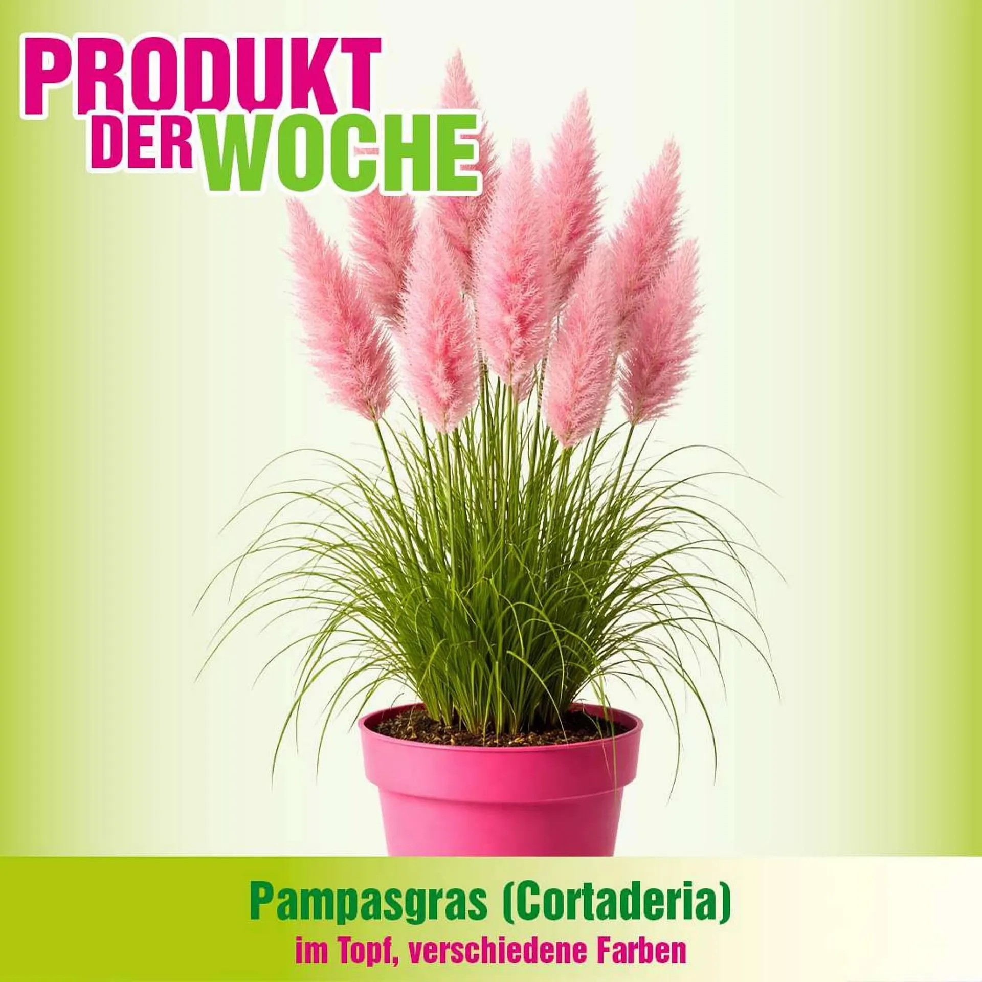 Blumen B&B Flugblatt von 7. April bis 20. April 2026 - Flugblätt seite  2