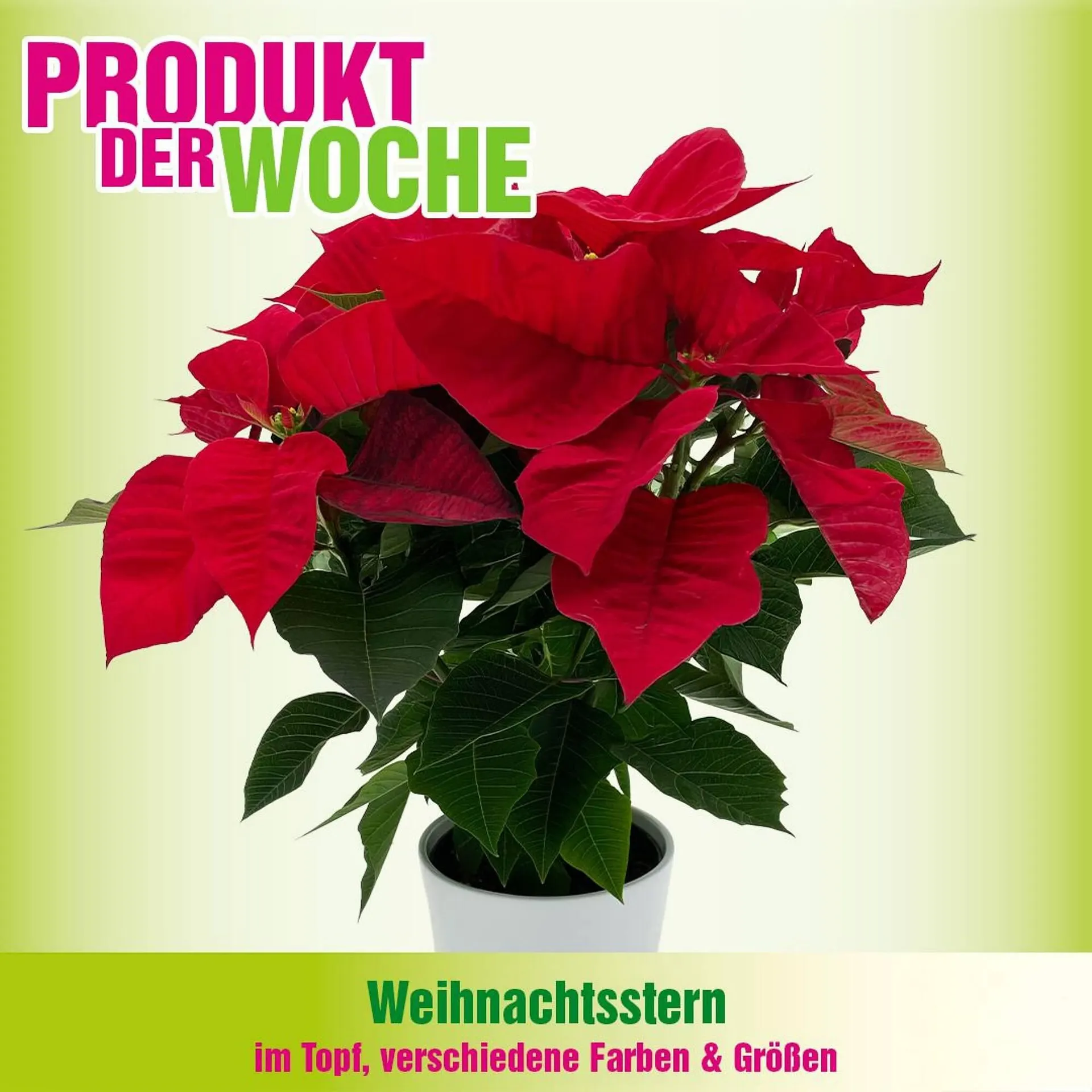 Blumen B&B Flugblatt von 3. Dezember bis 9. Dezember 2025 - Flugblätt seite  4