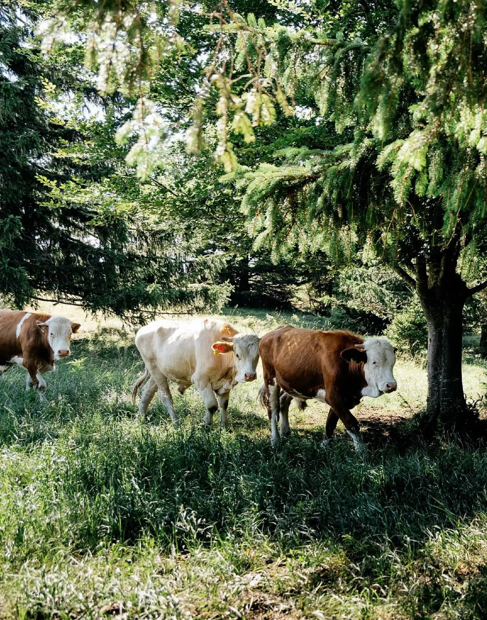 Radatz Flugblatt von 1. November bis 31. Dezember 2025 - Flugblätt seite 12