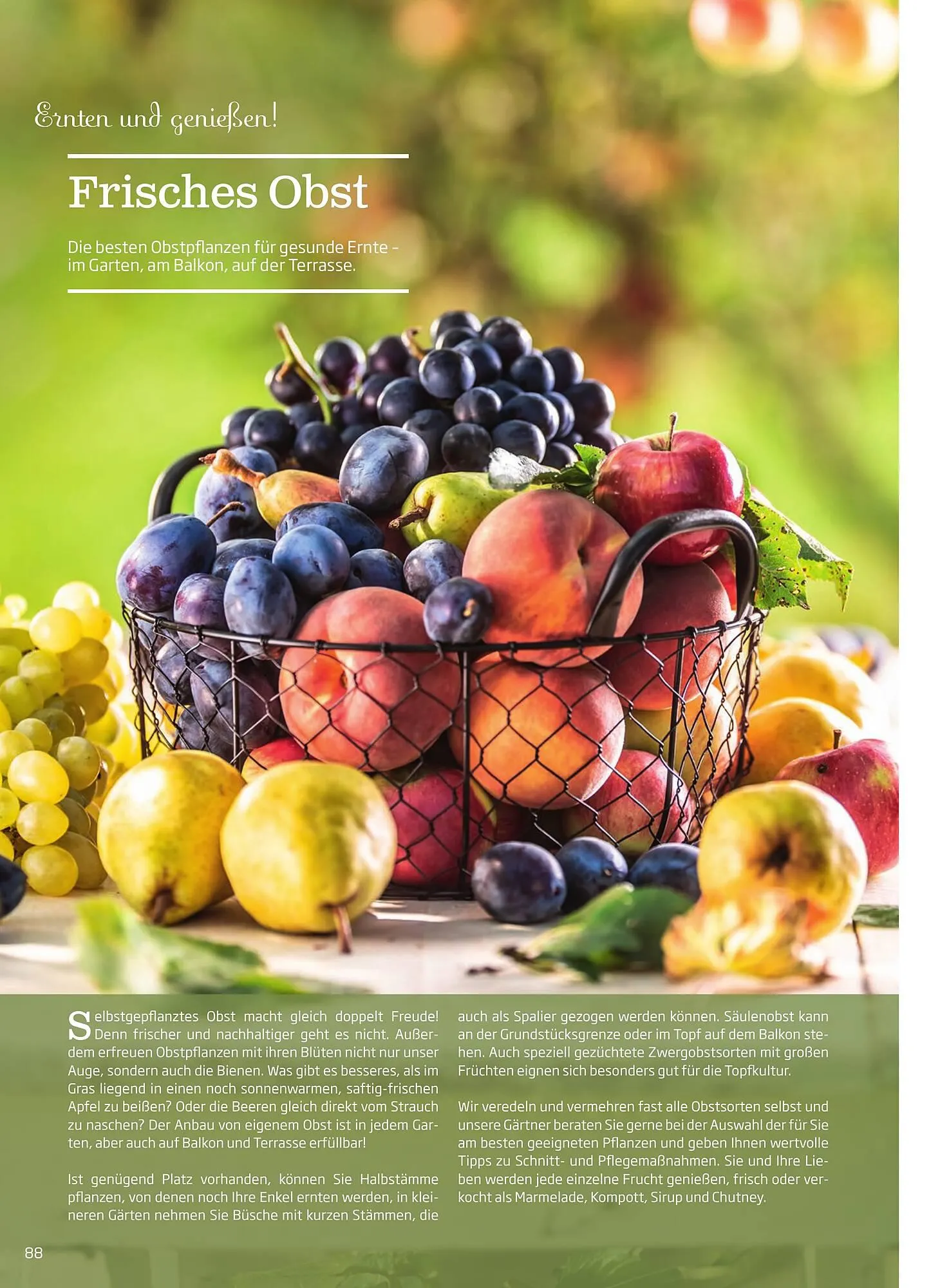 Starkl Flugblatt von 1. April bis 31. Dezember 2024 - Flugblätt seite 88