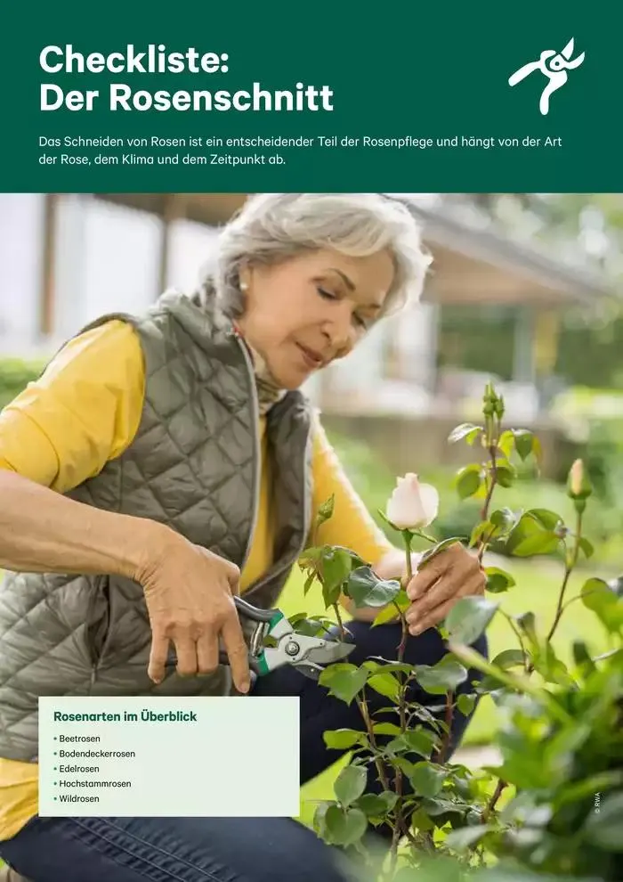 Checkliste: Gehölzschnitt & Rosenschnitt von 28. Dezember bis 11. Jänner 2025 - Flugblätt seite  10