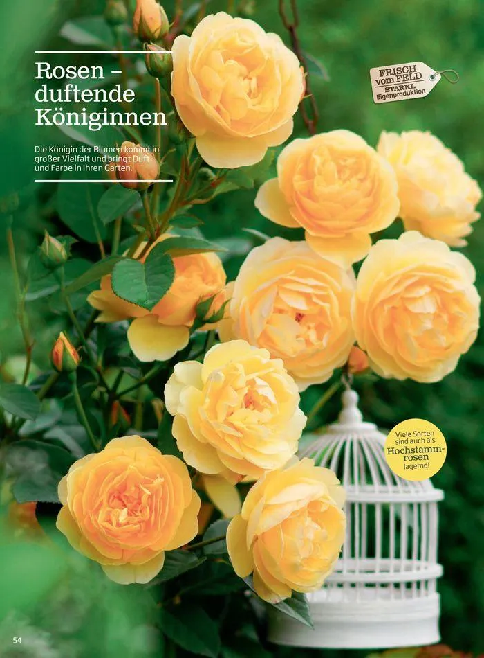 Gartencenter Jahreskatalog 2024 von 20. Mai bis 31. Dezember 2024 - Flugblätt seite  54