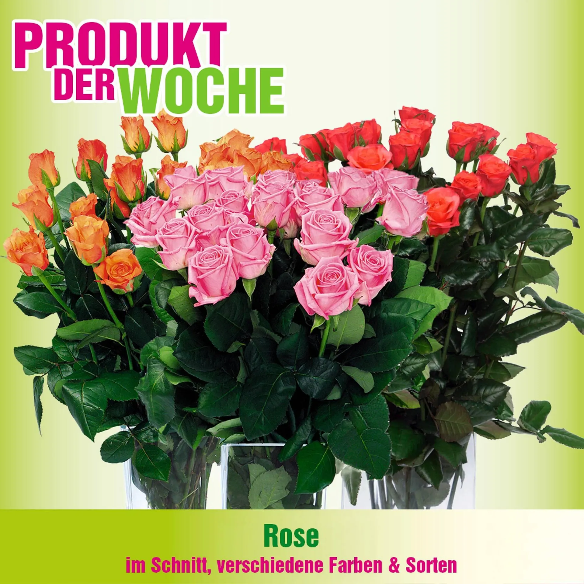 Blumen B&B Flugblatt von 18. Februar bis 3. März 2026 - Flugblätt seite  3