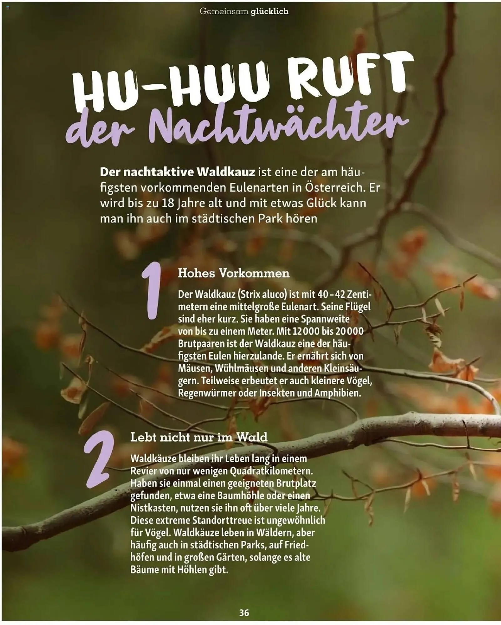 Fressnapf Flugblatt von 1. November bis 31. Dezember 2025 - Flugblätt seite  36