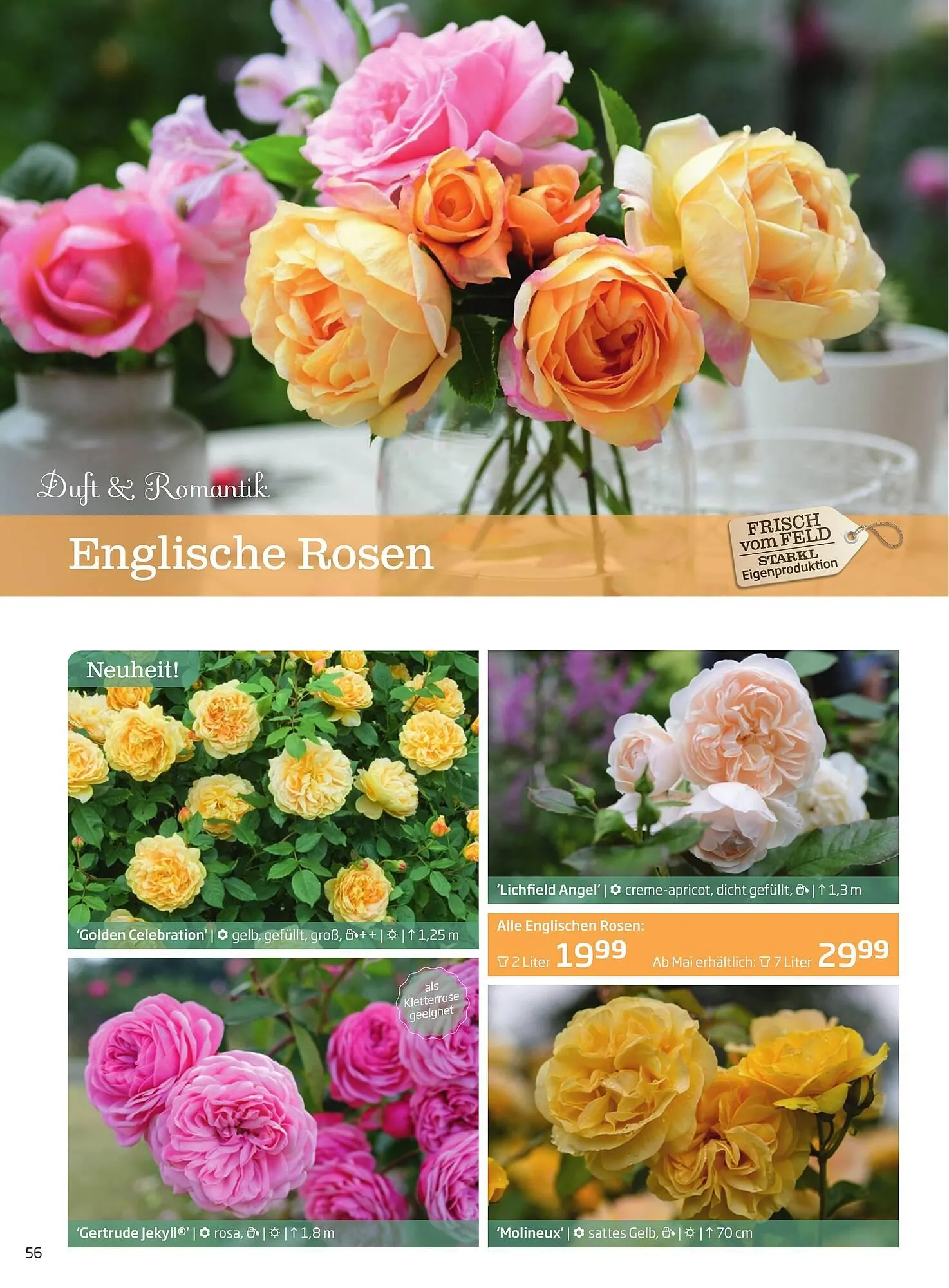 Starkl Flugblatt von 1. Jänner bis 31. Dezember 2023 - Flugblätt seite  56