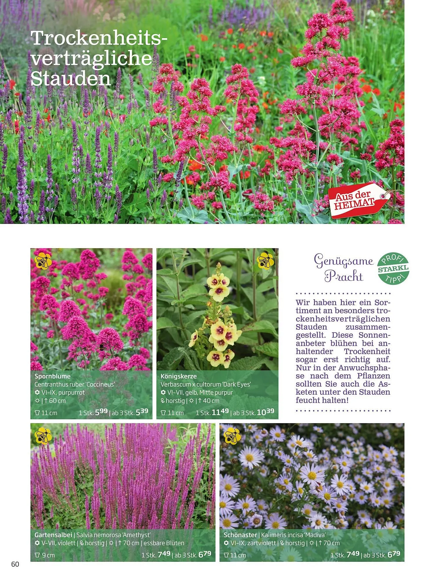 Starkl Flugblatt von 6. Juni bis 31. Dezember 2025 - Flugblätt seite  60