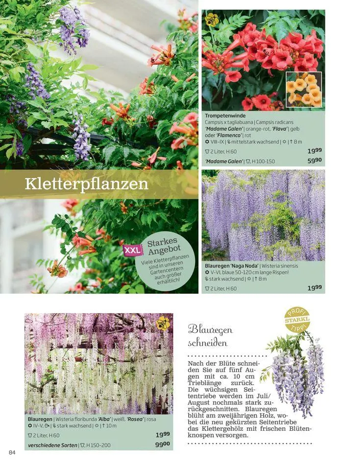 Gartencenter Jahreskatalog 2024 von 20. Mai bis 31. Dezember 2024 - Flugblätt seite  84