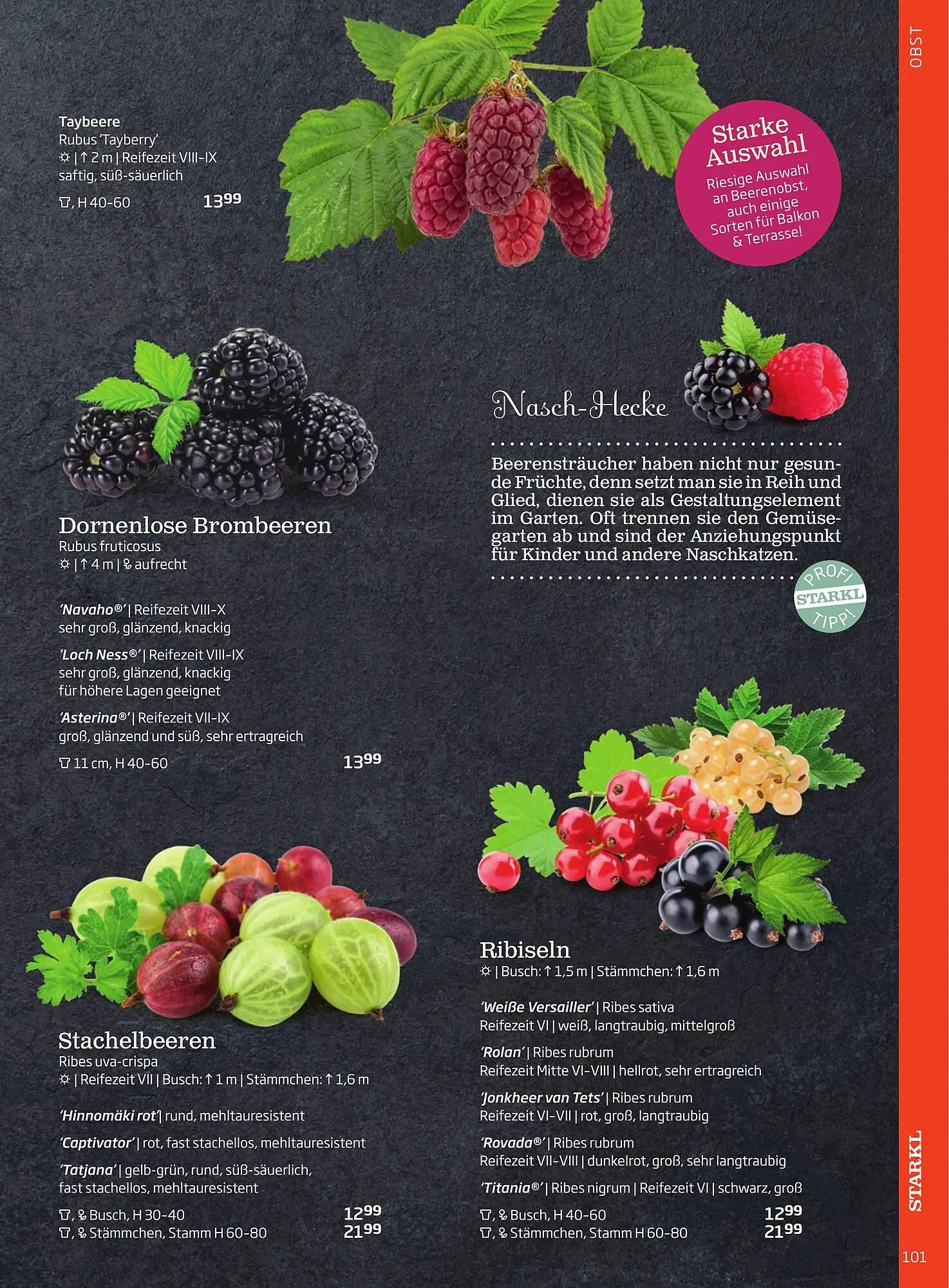 Starkl Flugblatt von 6. Juni bis 31. Dezember 2025 - Flugblätt seite  101