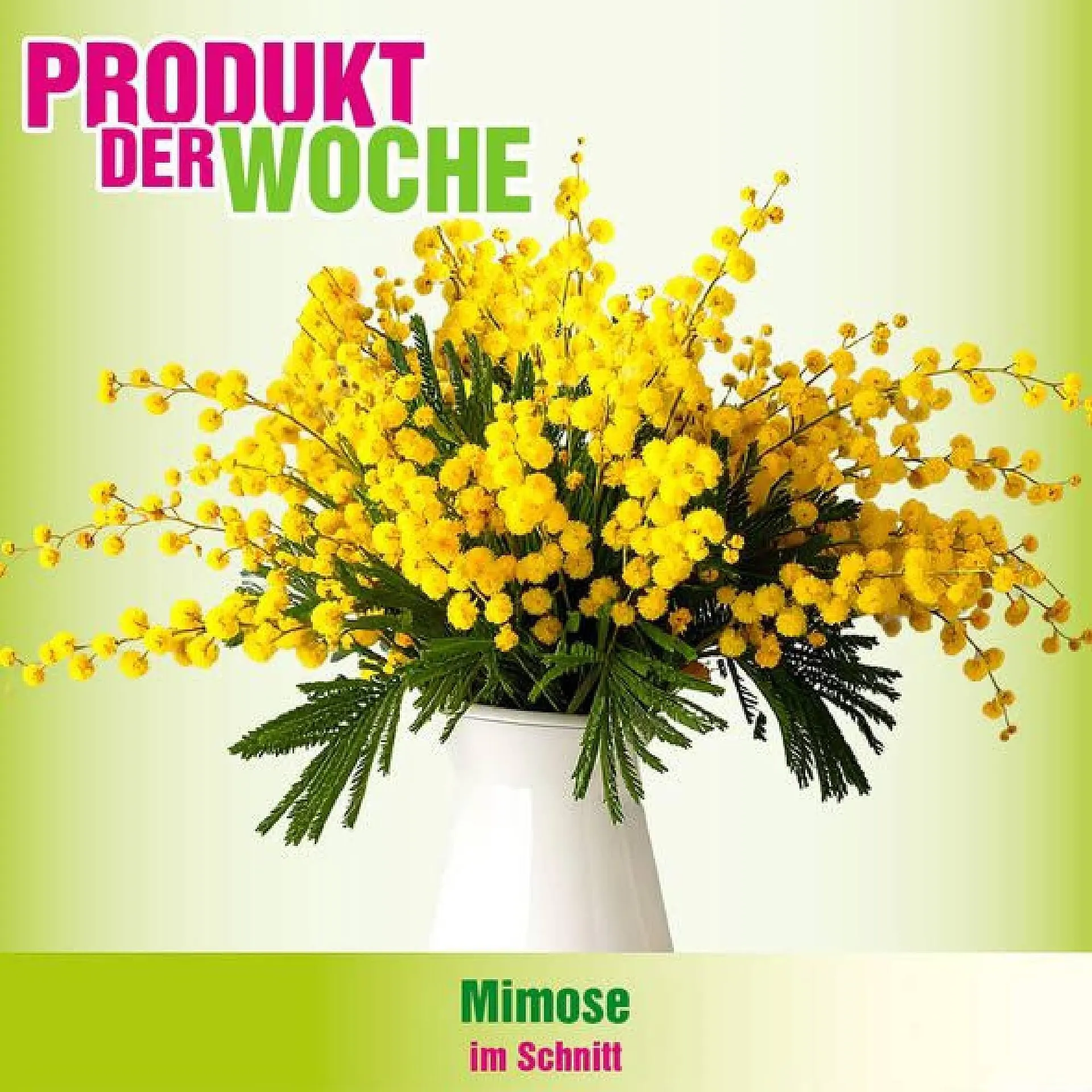 Blumen B&B Flugblatt - 1