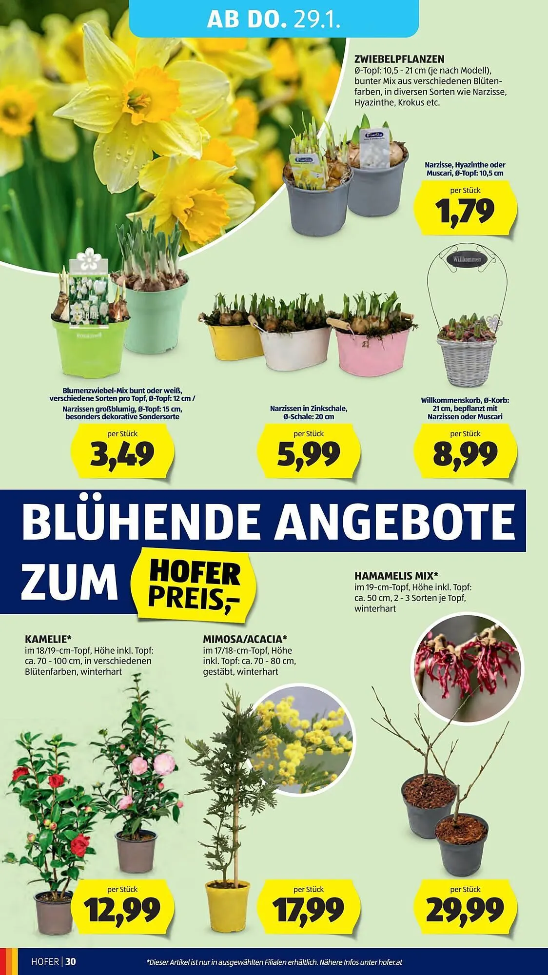 Hofer Flugblatt von 23. Jänner bis 30. Jänner 2026 - Flugblätt seite 34