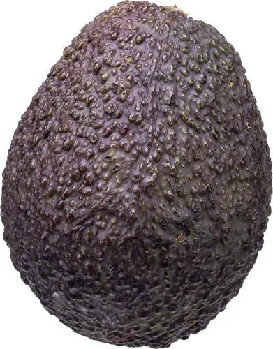 Avocado Hass frisch Peru