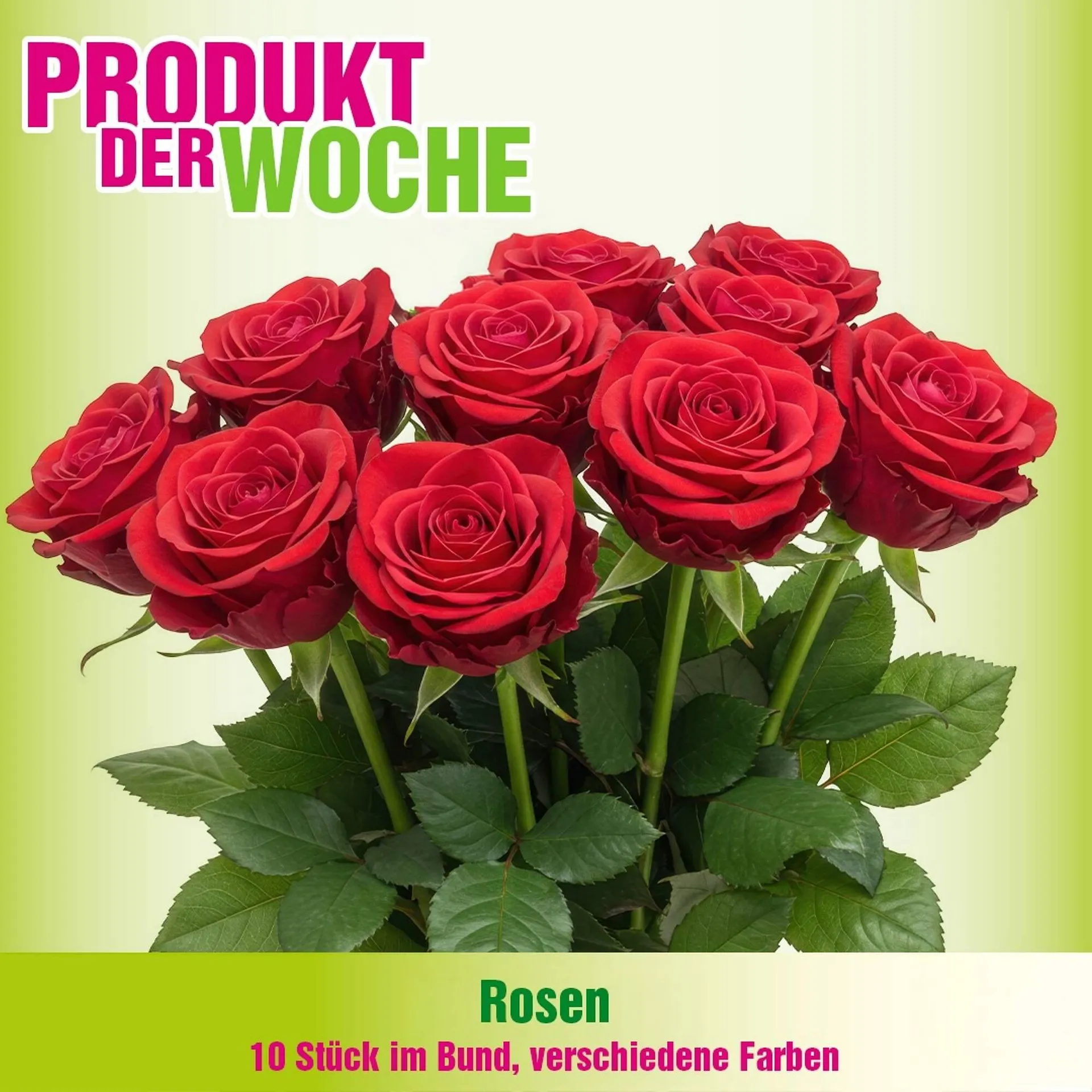 Blumen B&B Flugblatt von 13. Oktober bis 26. Oktober 2025 - Flugblätt seite  5