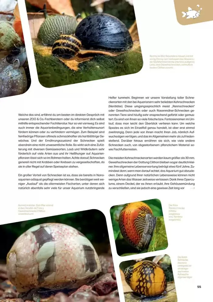 Angebote ZOO & Co von 29. November bis 13. Dezember 2024 - Flugblätt seite 55