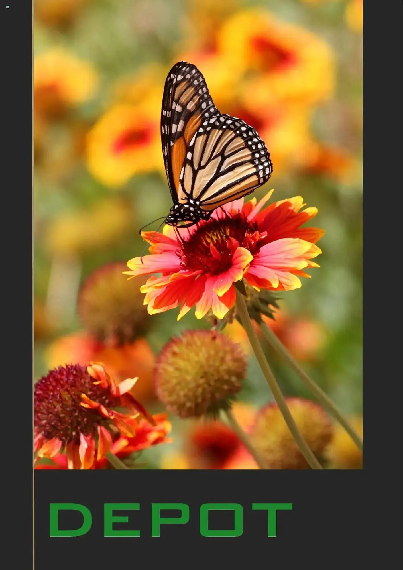 Depot Flugblatt von 10. Jänner bis 7. März 2025 - Flugblätt seite  1