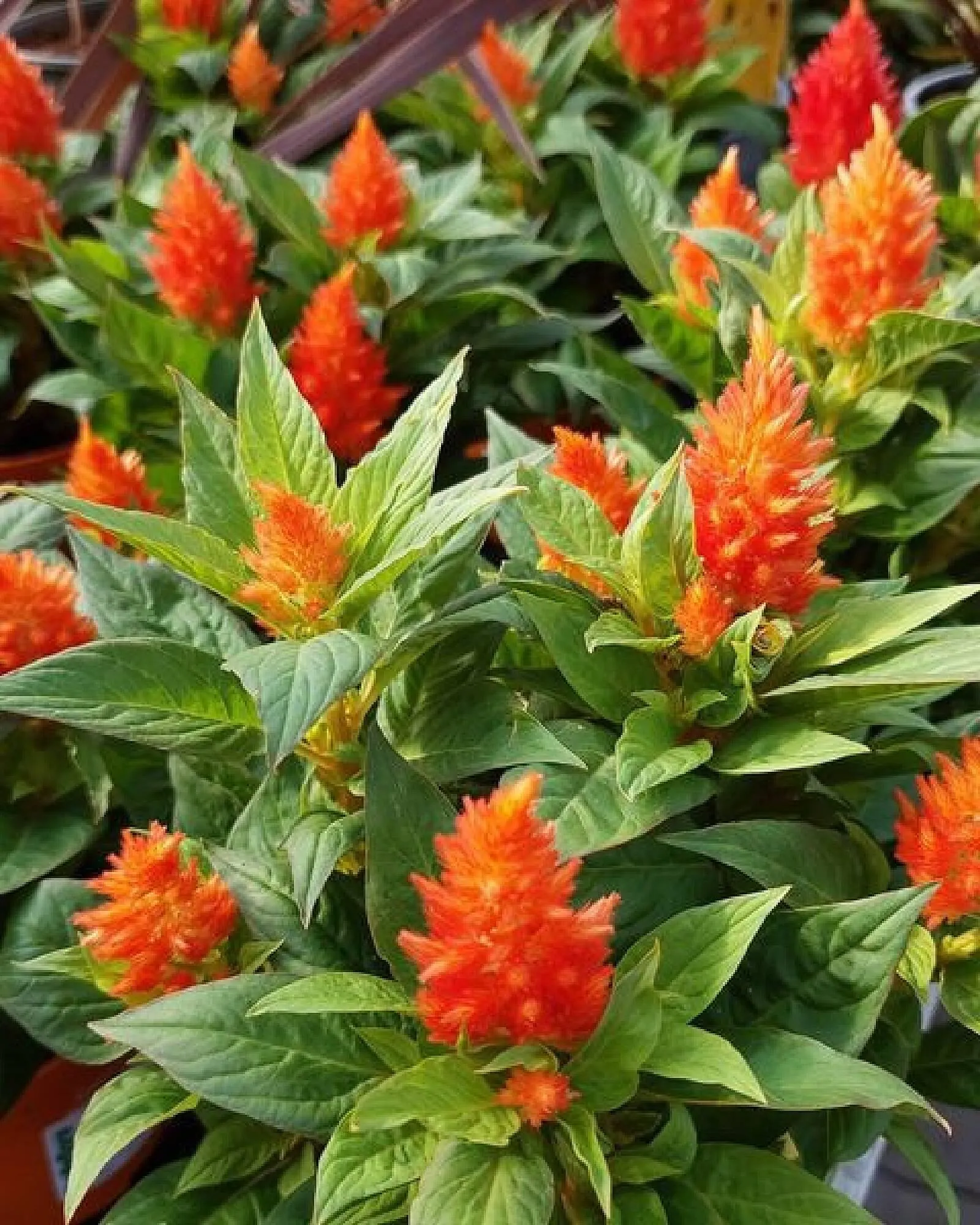 Bellaflora Flugblatt von 24. Juli bis 6. August 2024 - Flugblätt seite  2