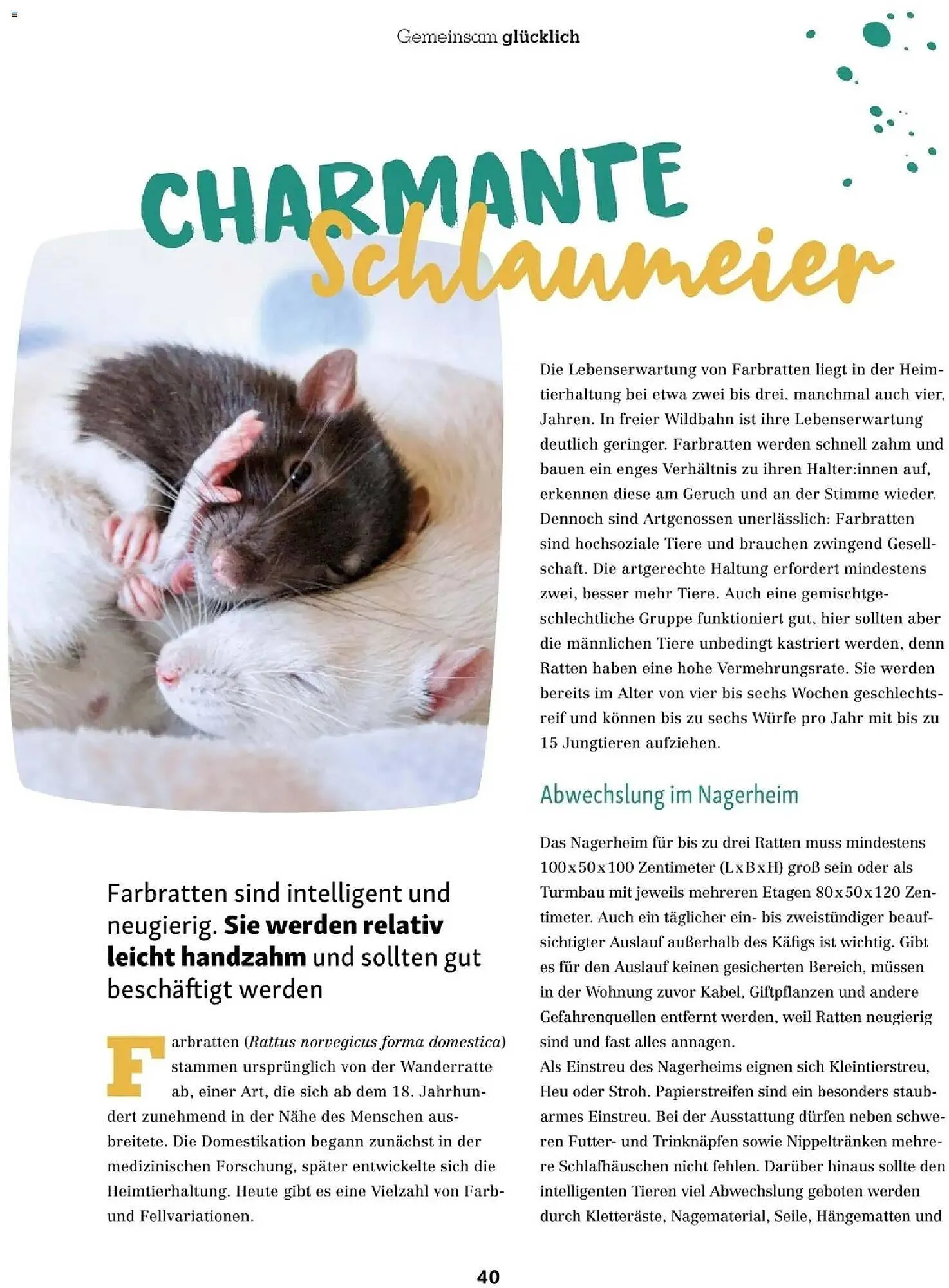 Fressnapf Flugblatt von 1. November bis 31. Dezember 2025 - Flugblätt seite 40