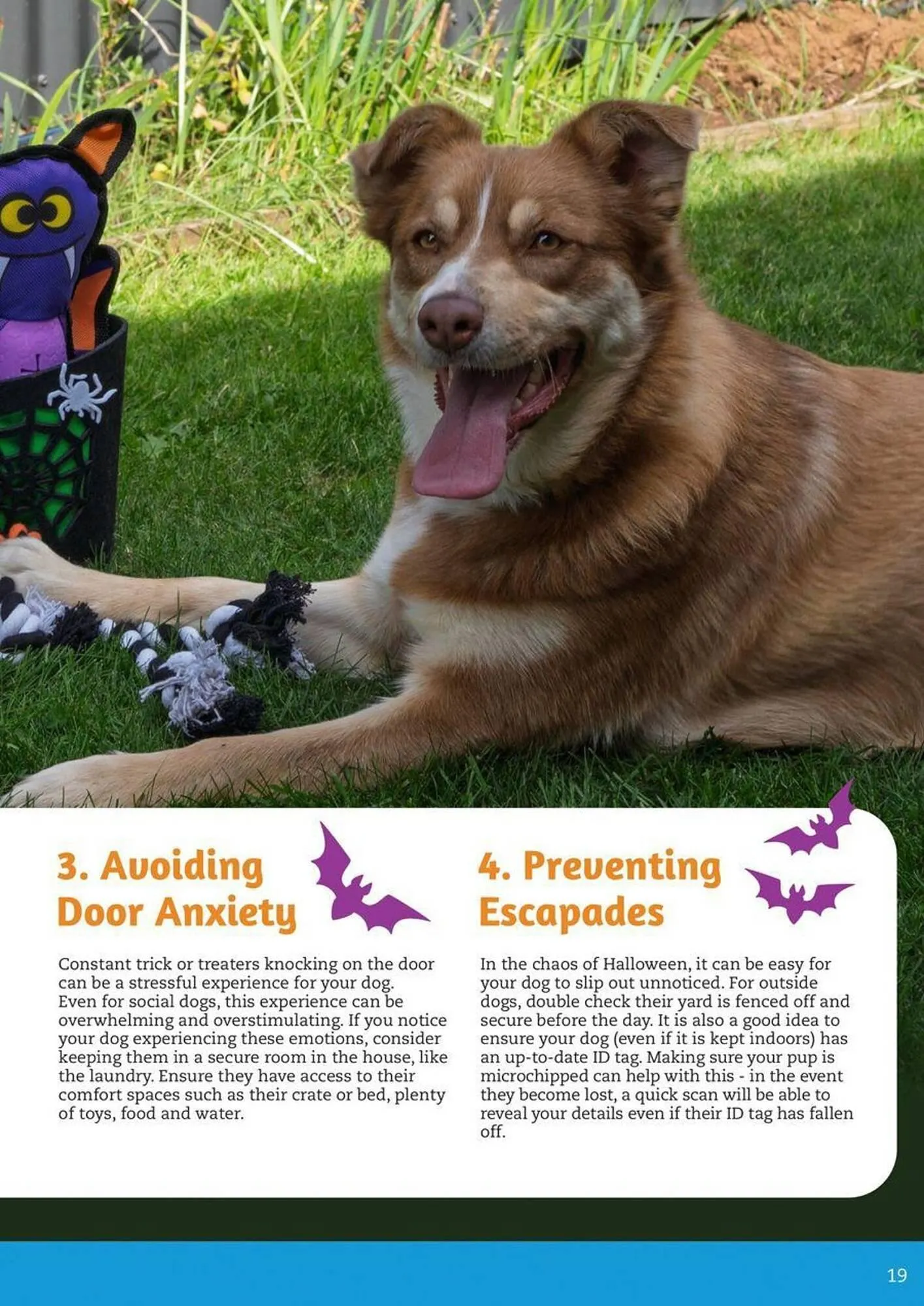 Pets Domain catalogue - Catalogue valid from 2 October to 31 December 2025 - page 19