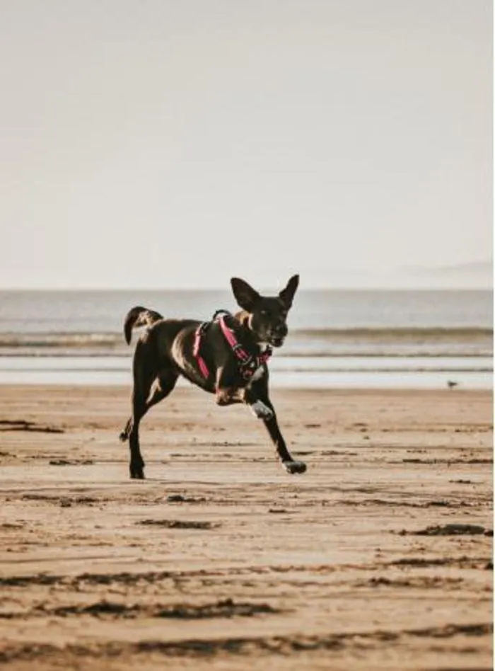 Dog Catalogue 2024 - Catalogue valid from 4 January to 31 December 2024 - page 60