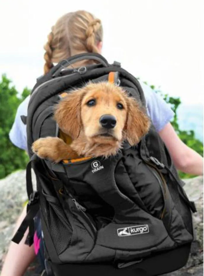 Dog Catalogue 2024 - Catalogue valid from 4 January to 28 February 2025 - page 231