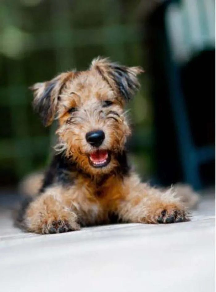 Dog Catalogue 2024 - Catalogue valid from 4 January to 28 February 2025 - page 208